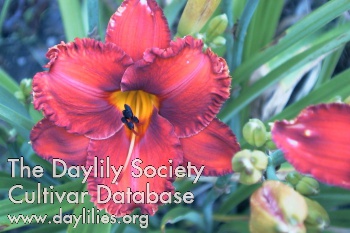 Daylily Apache War Dance